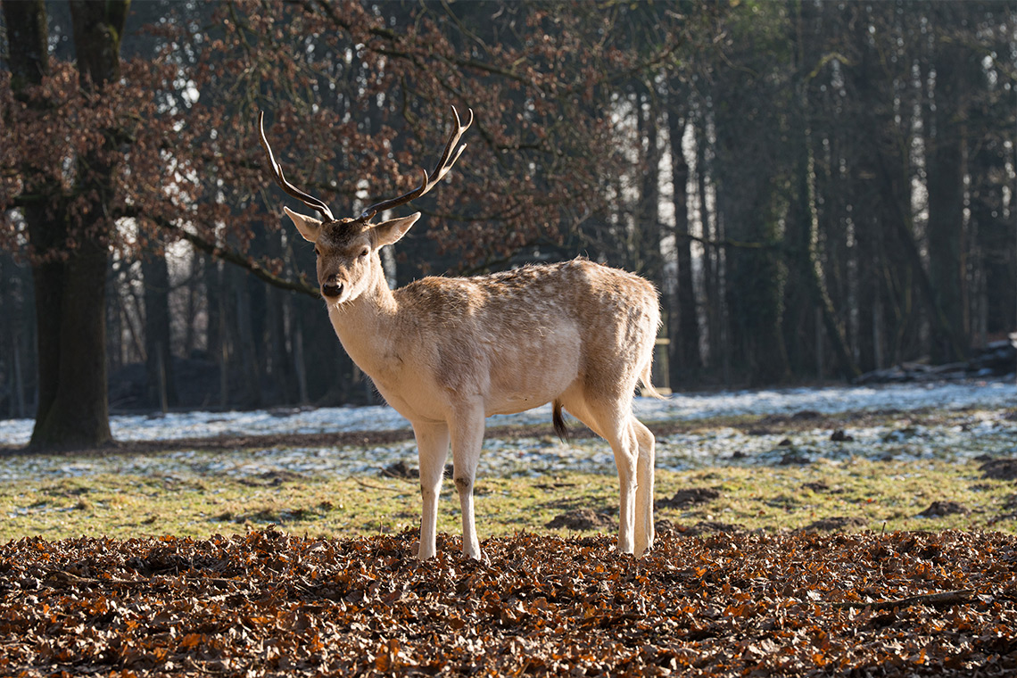 Gross_Borsteler_Strasse_40_Projekt_Lageslider_2